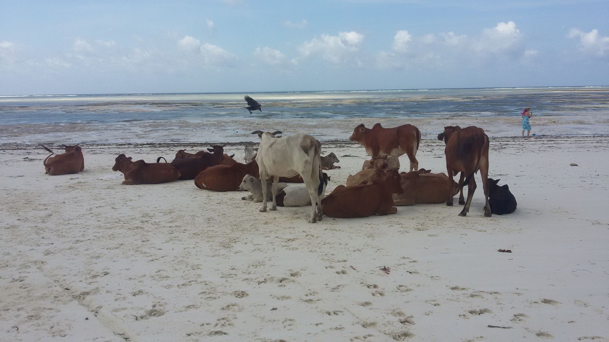 African Sun Sand Sea Beach Resort & Spa Bwejuu Bagian luar foto